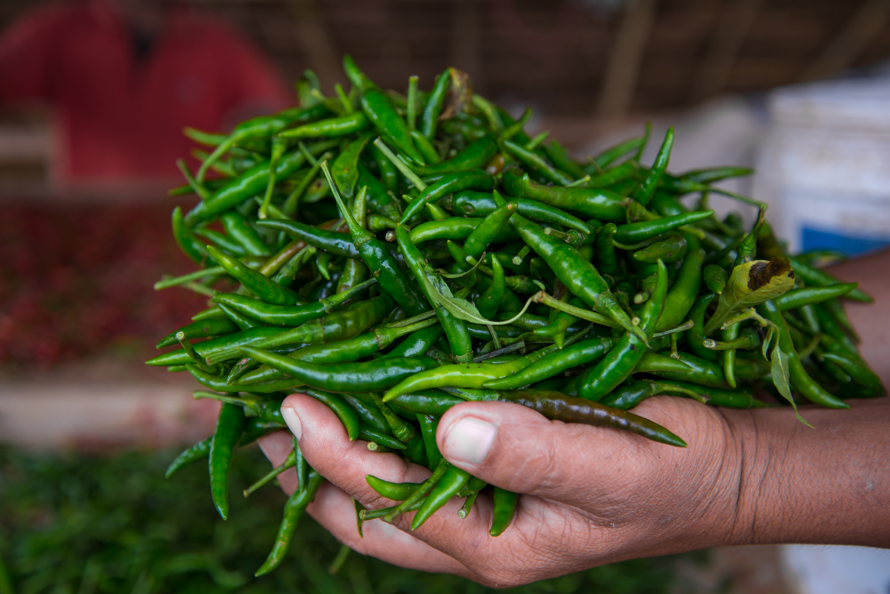 Harvesting chili