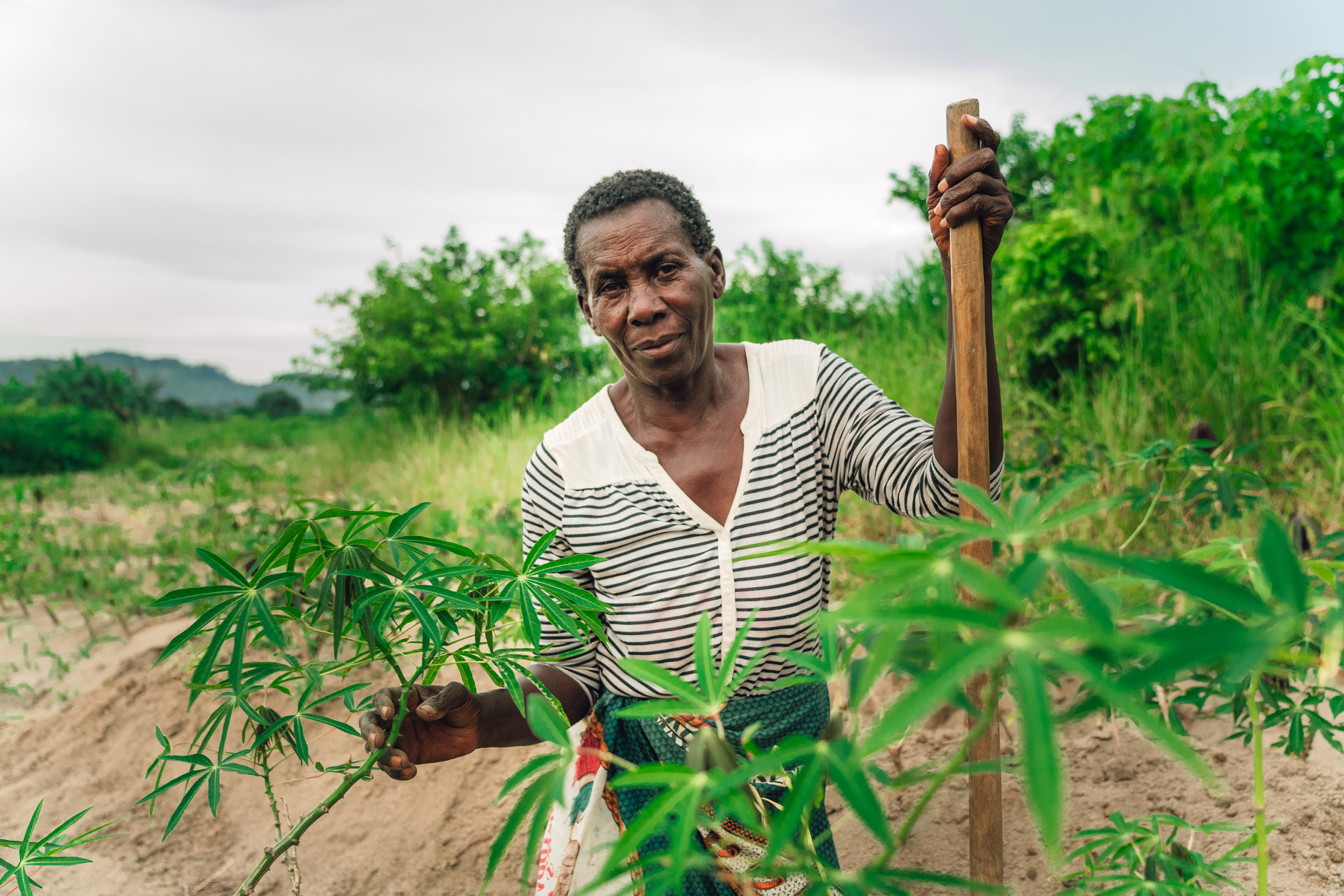 african farmer planting manioc in Malawi, Africa