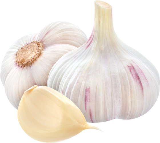 Garlic