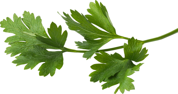 Green Parsley Leaf