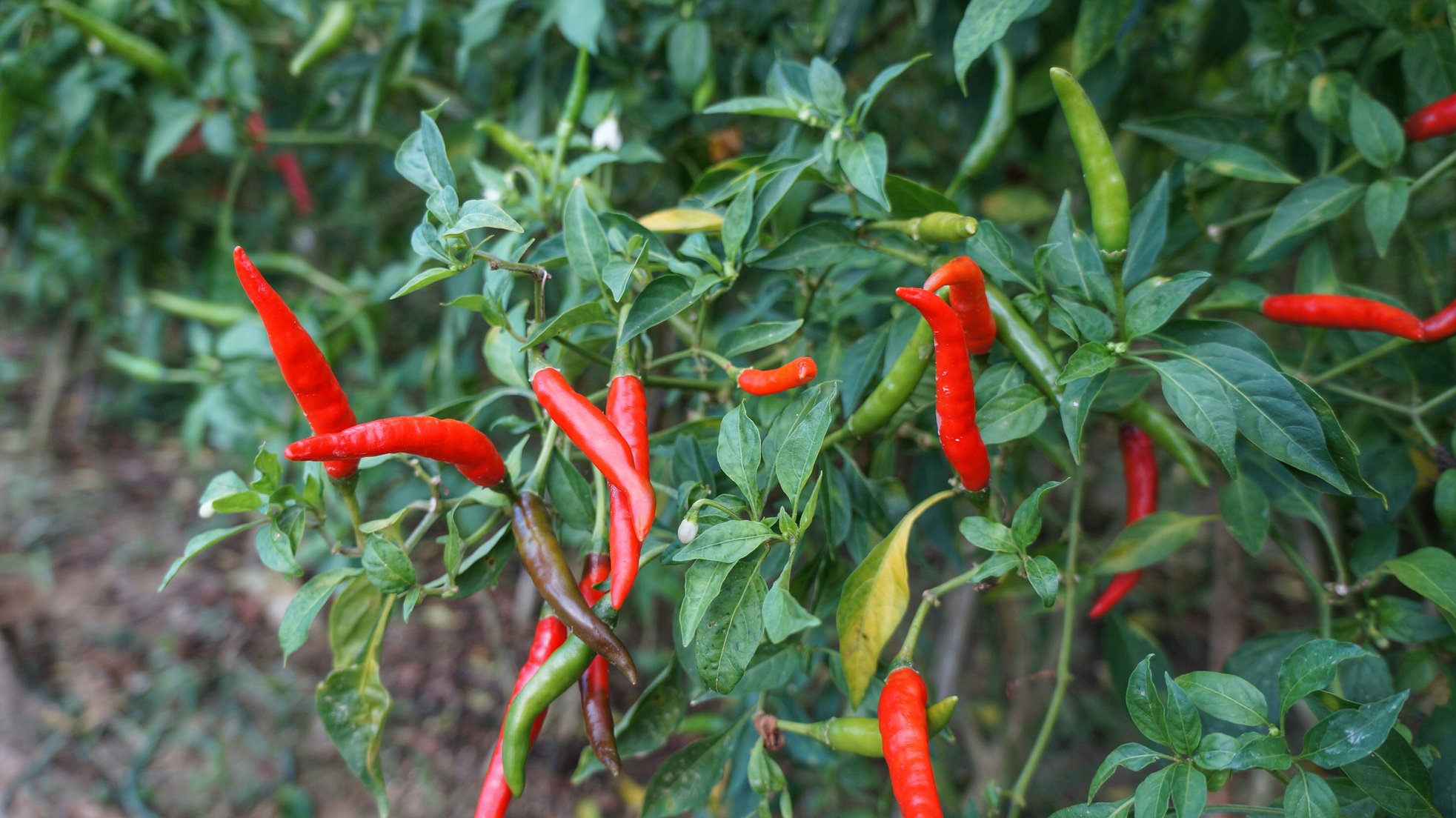 Chili plants