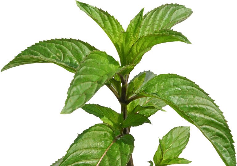 Peppermint Plant